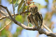 Ferruginous Pygmy-Owl